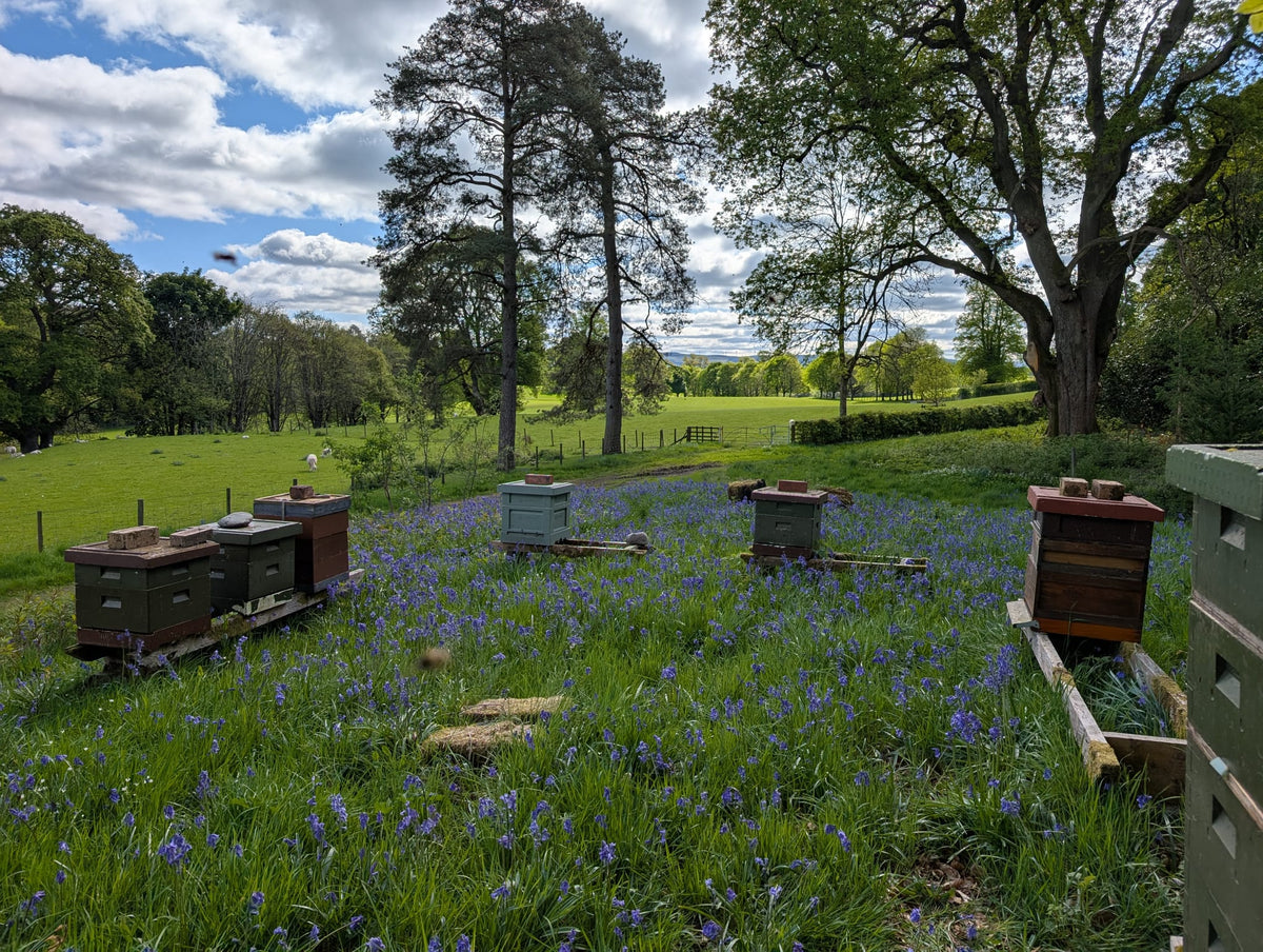 Solway Honey