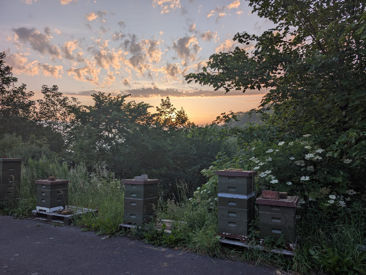 Solway Honey