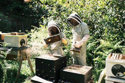 We The Bees