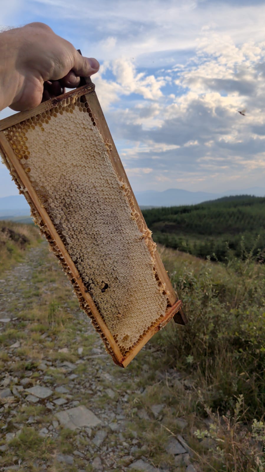 Dal-bee-ttie Honey