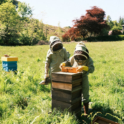 We The Bees