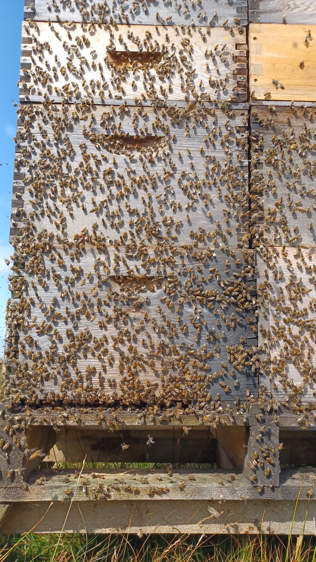 Lowther Castle Heather Honey