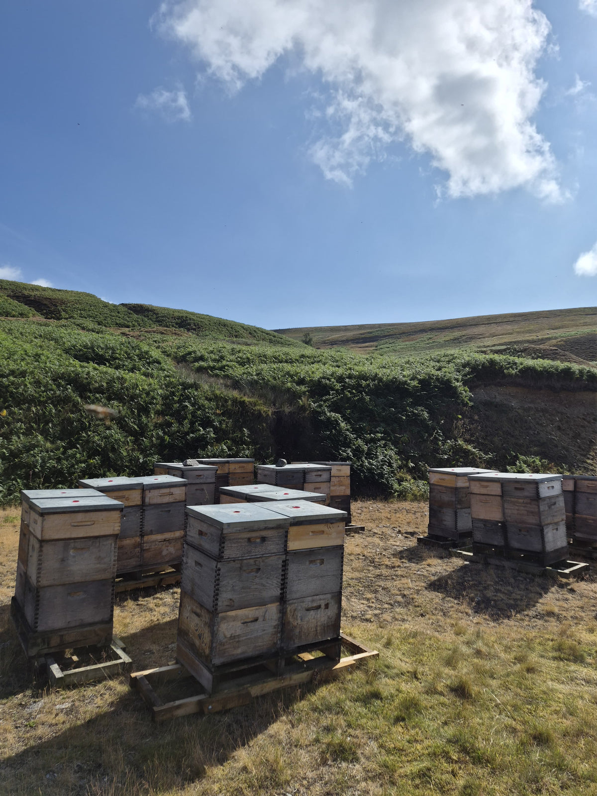 Lowther Castle Heather Honey